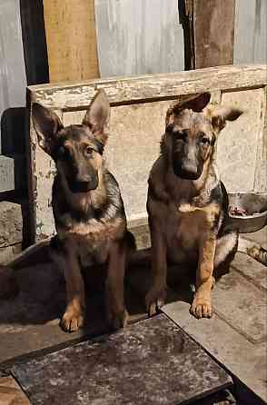 Щенки немецкой овчарки. Донецк