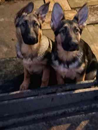 Щенки немецкой овчарки. Донецк