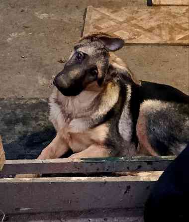 Щенки немецкой овчарки. Донецк