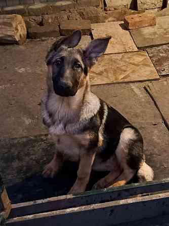 Щенки немецкой овчарки. Донецк