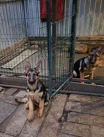 Щенки немецкой овчарки. Донецк