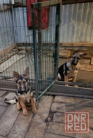 Щенки немецкой овчарки. Донецк - изображение 6