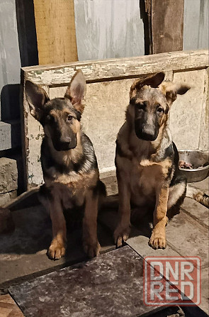 Щенки немецкой овчарки. Донецк - изображение 1