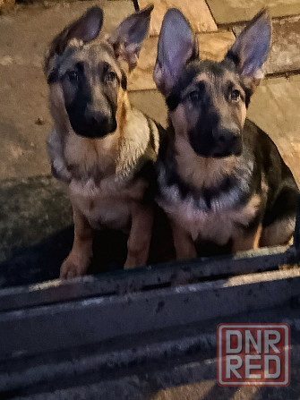 Щенки немецкой овчарки. Донецк - изображение 2