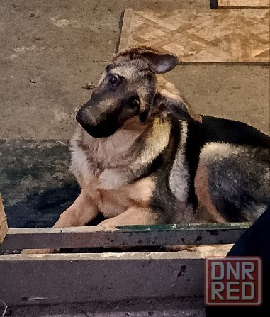 Щенки немецкой овчарки. Донецк - изображение 3