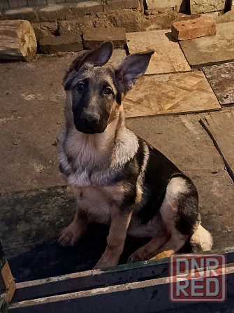 Щенки немецкой овчарки. Донецк - изображение 4