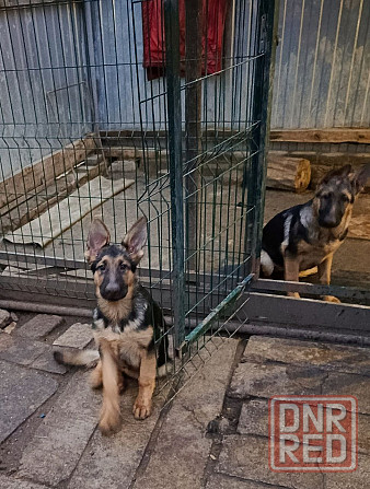 Щенки немецкой овчарки. Донецк - изображение 5