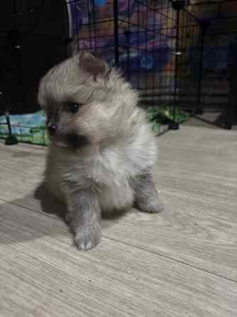 Щенки шпица Донецк