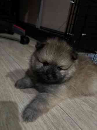 Щенки шпица Донецк