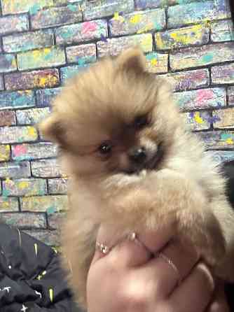 Щенки шпица Донецк