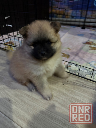 Щенки шпица Донецк - изображение 1