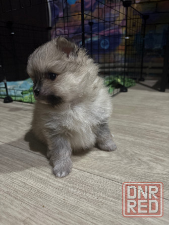 Щенки шпица Донецк - изображение 3