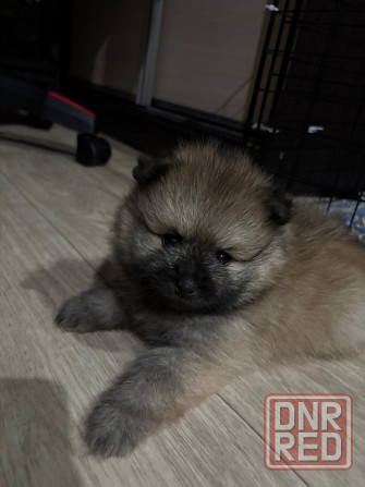 Щенки шпица Донецк - изображение 2