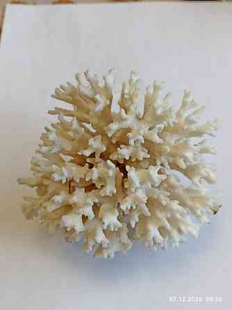 Коралл натуральный Донецк