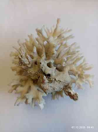 Коралл натуральный Донецк