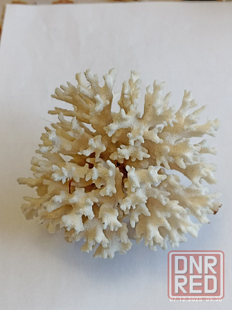Коралл натуральный Донецк - изображение 1