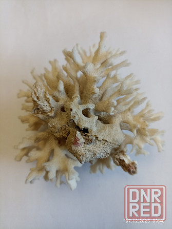 Коралл натуральный Донецк - изображение 2