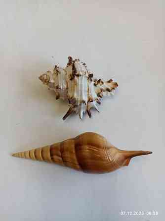 Ракушки для аквариума Донецк