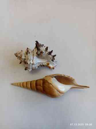 Ракушки для аквариума Донецк