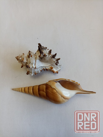 Ракушки для аквариума Донецк - изображение 2