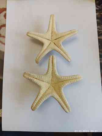 Звёзды натуральные Донецк