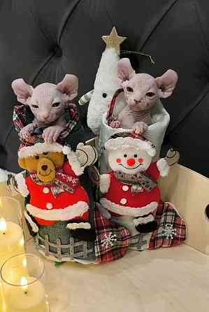 Сфинкс эльфы Донецк