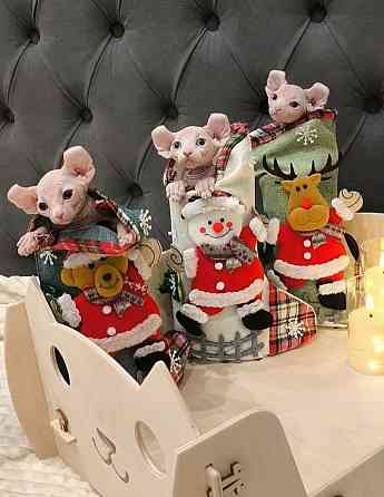 Сфинкс эльфы Донецк