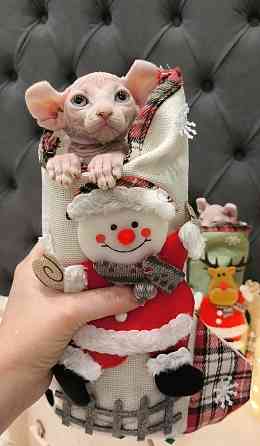 Сфинкс эльфы Донецк