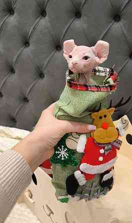 Сфинкс эльфы Донецк