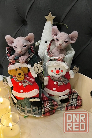 Сфинкс эльфы Донецк - изображение 6