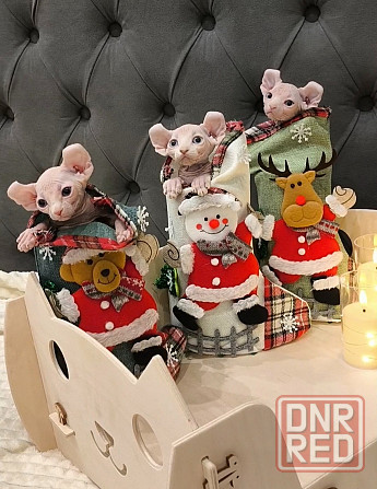 Сфинкс эльфы Донецк - изображение 1