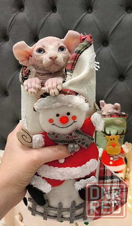 Сфинкс эльфы Донецк - изображение 2