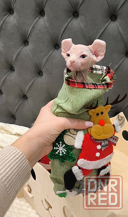 Сфинкс эльфы Донецк - изображение 5