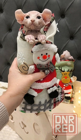 Сфинкс эльфы Донецк - изображение 3