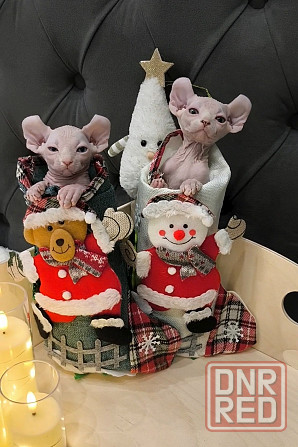 Сфинкс эльфы Донецк - изображение 7