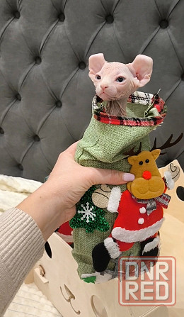 Сфинкс эльфы Донецк - изображение 4