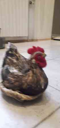 Курочка ряба в гнезде, ручная работа Донецк