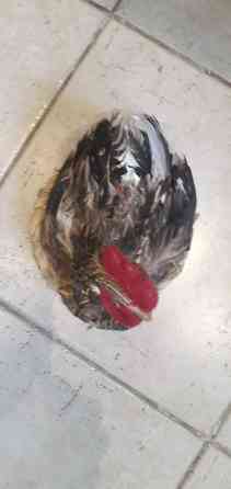 Курочка ряба в гнезде, ручная работа Донецк