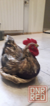 Курочка ряба в гнезде, ручная работа Донецк - изображение 3