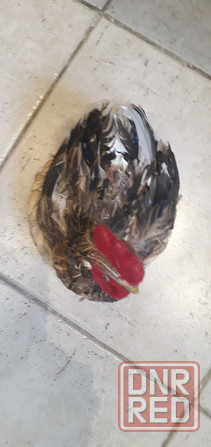 Курочка ряба в гнезде, ручная работа Донецк - изображение 1