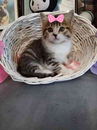 Котята от шотландской кошки Донецк