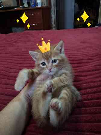 Котята от шотландской кошки Донецк