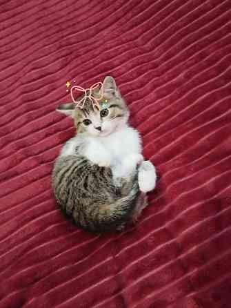 Котята от шотландской кошки Донецк