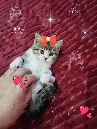 Котята от шотландской кошки Донецк