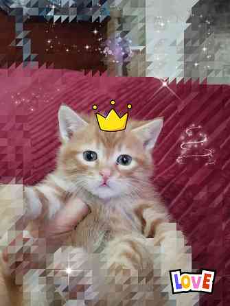 Котята от шотландской кошки Донецк