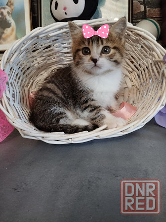 Котята от шотландской кошки Донецк - изображение 5