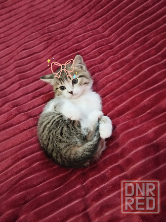 Котята от шотландской кошки Донецк - изображение 1