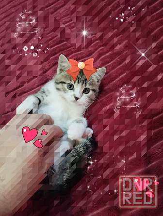 Котята от шотландской кошки Донецк - изображение 2