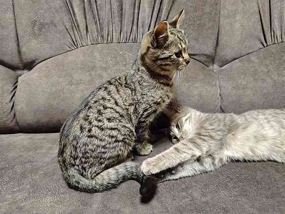 Отдам котят в добрые руки Макеевка