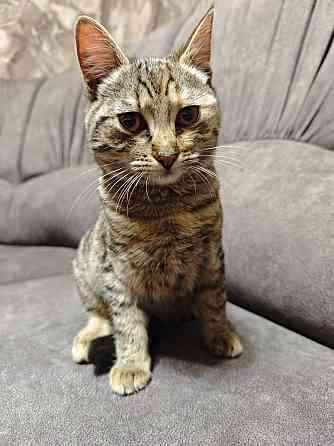 Отдам котят в добрые руки Макеевка